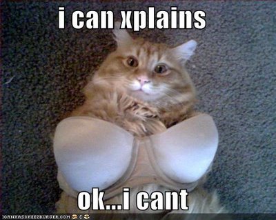 funny cats pictures with words. funny cat pictures with words