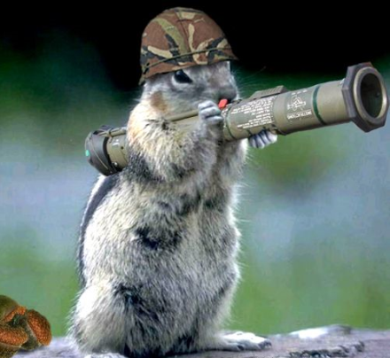 funny+animals+with+guns-4.png