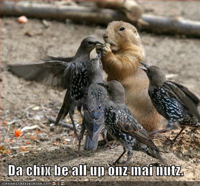 funny-pictures-nuts-birds-1.jpg