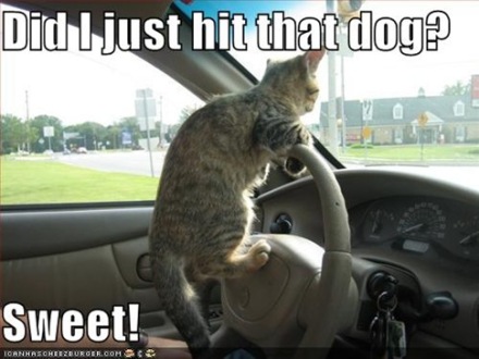 funny_pictures_driving_cat_hits_dog9_Funny_cats_and_dogs_pics-s485x364 