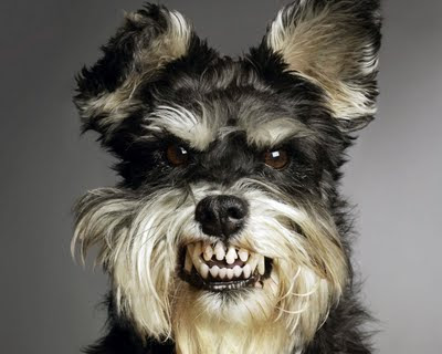 Funny dog angry Funny dog pictures Funny dog wallpapers