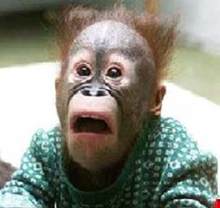 funny monkey picture