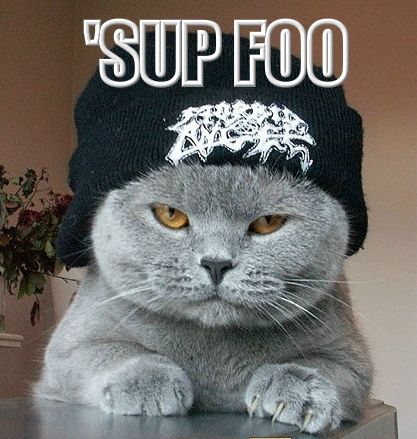 Funny-Pictures-of-Cats-With-Captions-gangster-cat.jpg