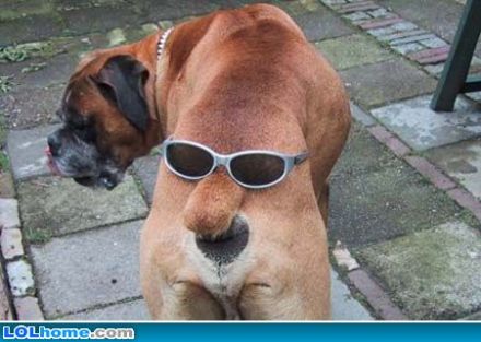 Funny+orkut+scraps+funny+dog+pictures+specs.jpg